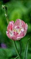 la tulipes 2024.55 dt
