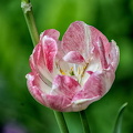 la tulipes 2024.55 dt