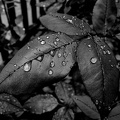 water drops 2024.09 dt bw