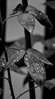 water drops 2024.17 dt bw