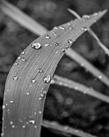 water drops 2024.18 dt bw