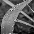 water drops 2024.18 dt bw