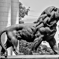 courthouse.lion.2024.03 dt bw
