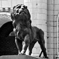 courthouse.lion.2024.04 dt bw