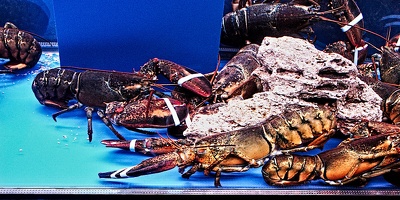 lobster 2006.01 rt