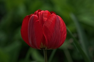 la tulipe 2023.42 rt