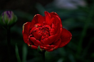 la tulipe 2023.48 rt