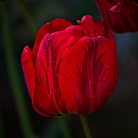 la tulipe 2023.55 rt