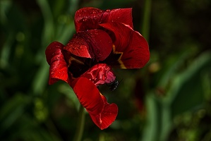 la tulipe 2023.59 rt