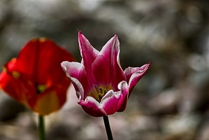 la tulipe 2023.75 rt