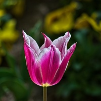 la tulipe 2023.76 rt