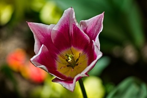 la tulipe 2023.78 rt