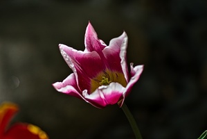 la tulipe 2023.80 rt