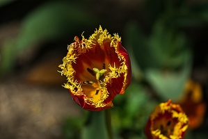 la tulipe 2023.81 rt