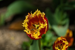 la tulipe 2023.82 rt
