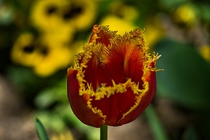 la tulipe 2023.86 rt