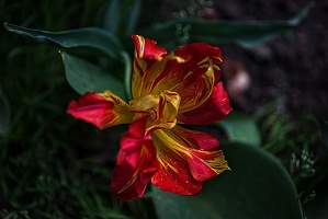 la tulipe 2023.96 rt(1)