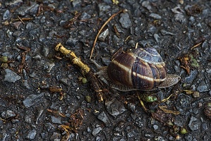 snail 2023.01 rt