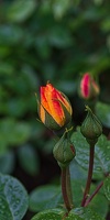 rosa centifolia 2023.03 rt