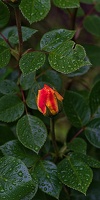 rosa centifolia 2023.04 rt