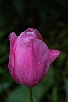 la tulipe 2023.116 rt (2)