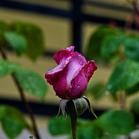 rosa centifolia 2023.05 rt