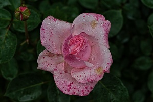rosa centifolia 2023.21 rt