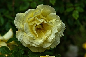 rosa centifolia 2023.24 rt