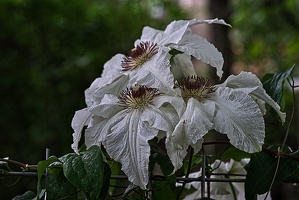 clematis 2023.20 rt