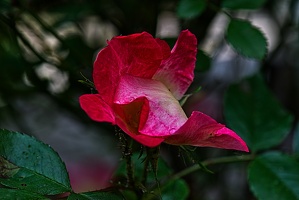 rosa centifolia 2023.27 rt