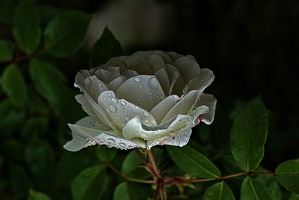rosa centifolia 2023.28 rt