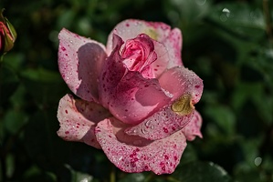 rosa centifolia 2023.29 rt