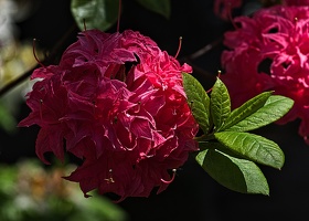 rhododendron 2023.13 rt