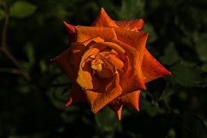 rosa centifolia 2023.30 rt