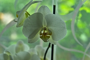 orchideae.2023.18 rt