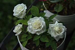 rosa centifolia 2023.45 rt (1)