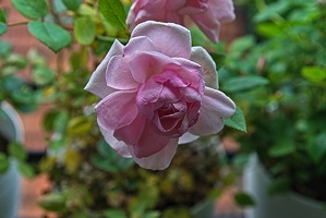 rosa centifolia 2023.46 rt (1)