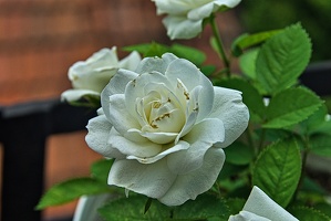 rosa centifolia 2023.47 rt (1)