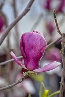 magnolia 2023.35 dt