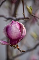 magnolia 2023.39 dt