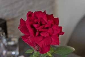 rosa centifolia 2023.50 dt (1)