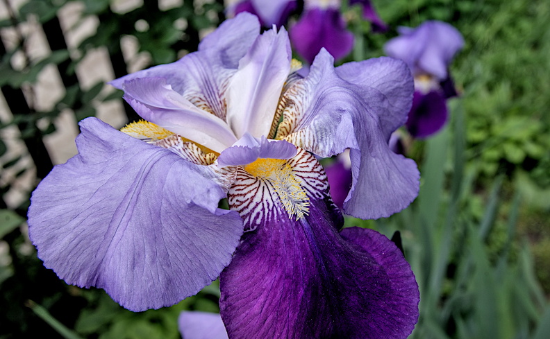 iris aphilae 2024.15 dt - iris aphilae 2024.15_dt.jpg iris aphilae 2024.15_dt.jpg