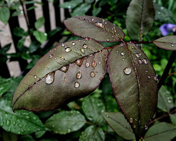 water drops 2024.09_dt.jpg