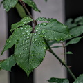 water drops 2024.16 dt