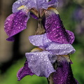 iris aphilae 2024.28 dt