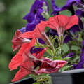 petunia 2024.05 dt