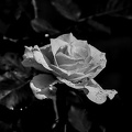 rosa centifolia 2024.06 dt bw (d70S)