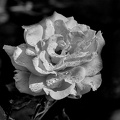 rosa centifolia 2024.04 dt bw (d70S)