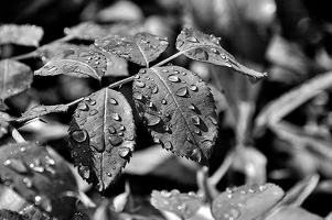 water drops 2024.09 dt bw (d70s)