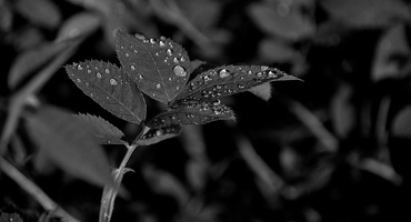 water drops 2024.07 dt bw (d70s)